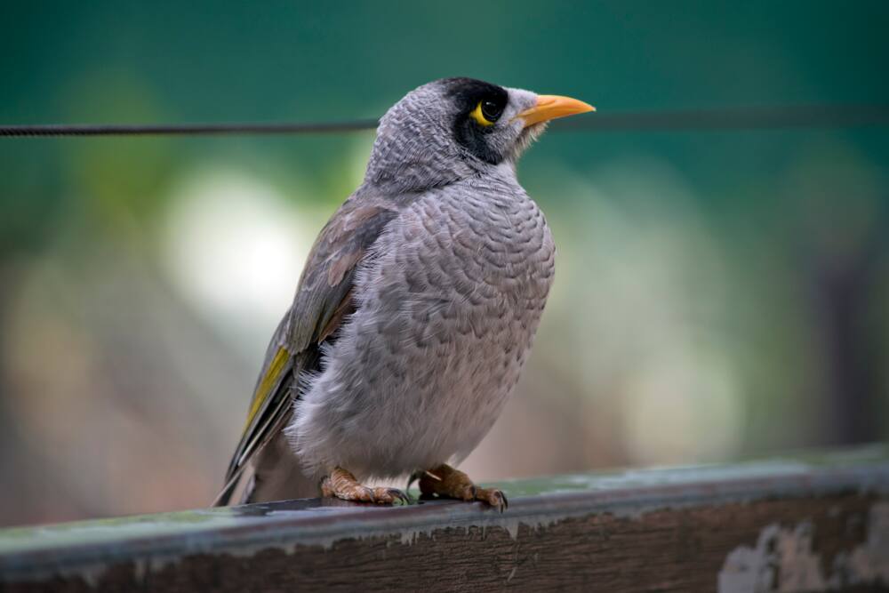 Noisy Miner perched on a fence