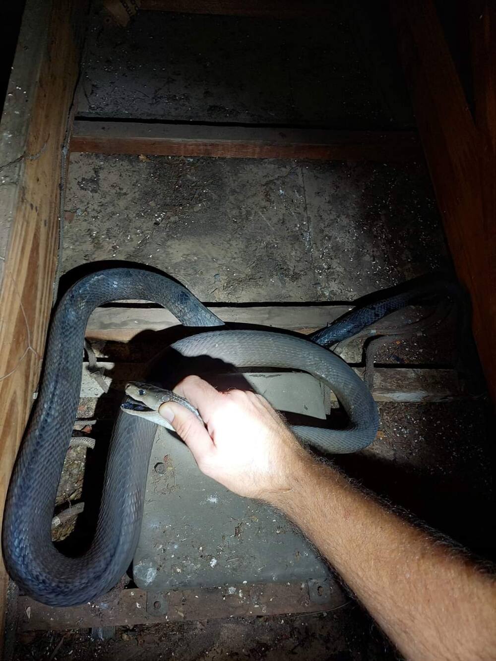 An enormous black mamba was found in a ceiling in Moseley, KwaZulu-Natal and was rescued by Nick Evans