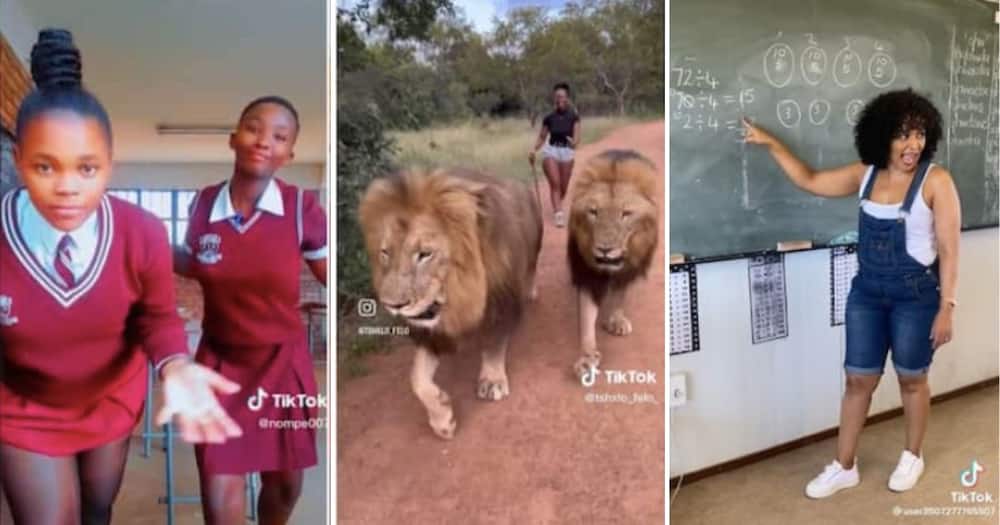 Weekly wrap: Students dance in mini-skirts, fearless woman walks two lions and teacher explains mathematics in Sesotho