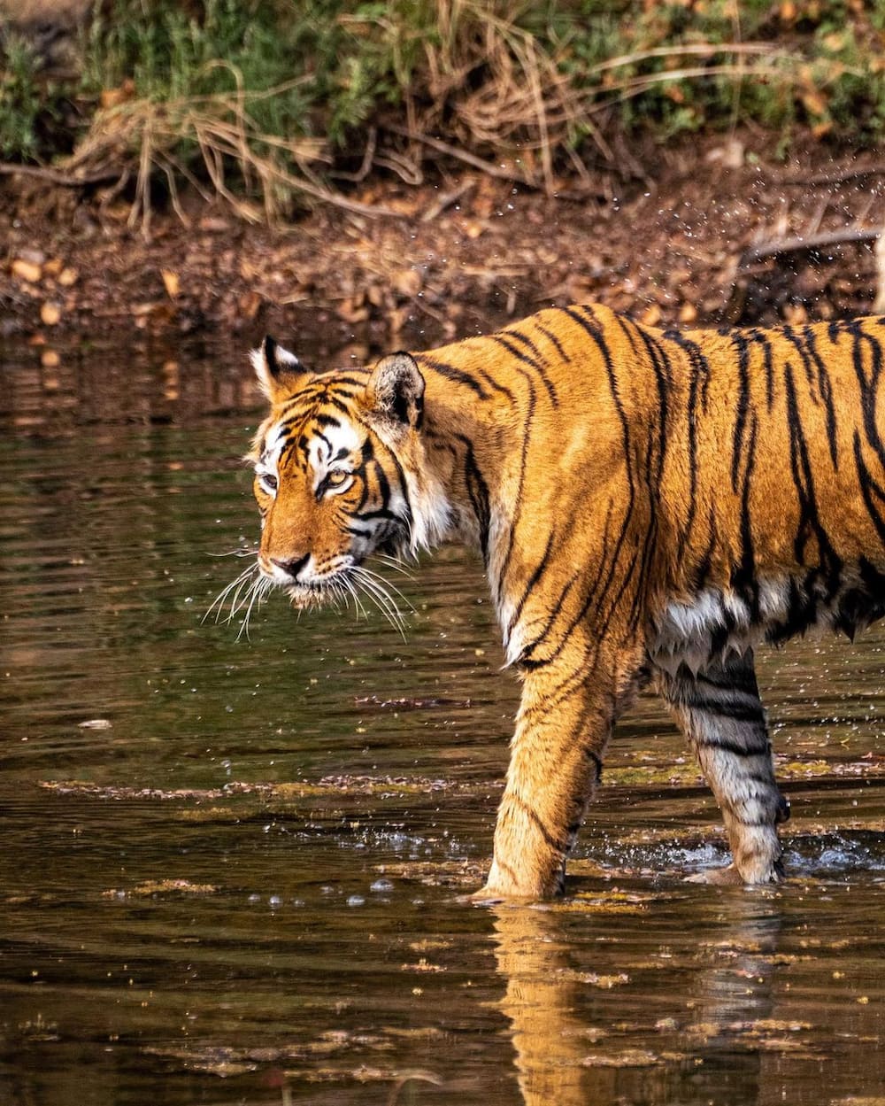 World's most dangerous animals in the world | Top 25 list World's most dangerous animals in the world | Top 25 list