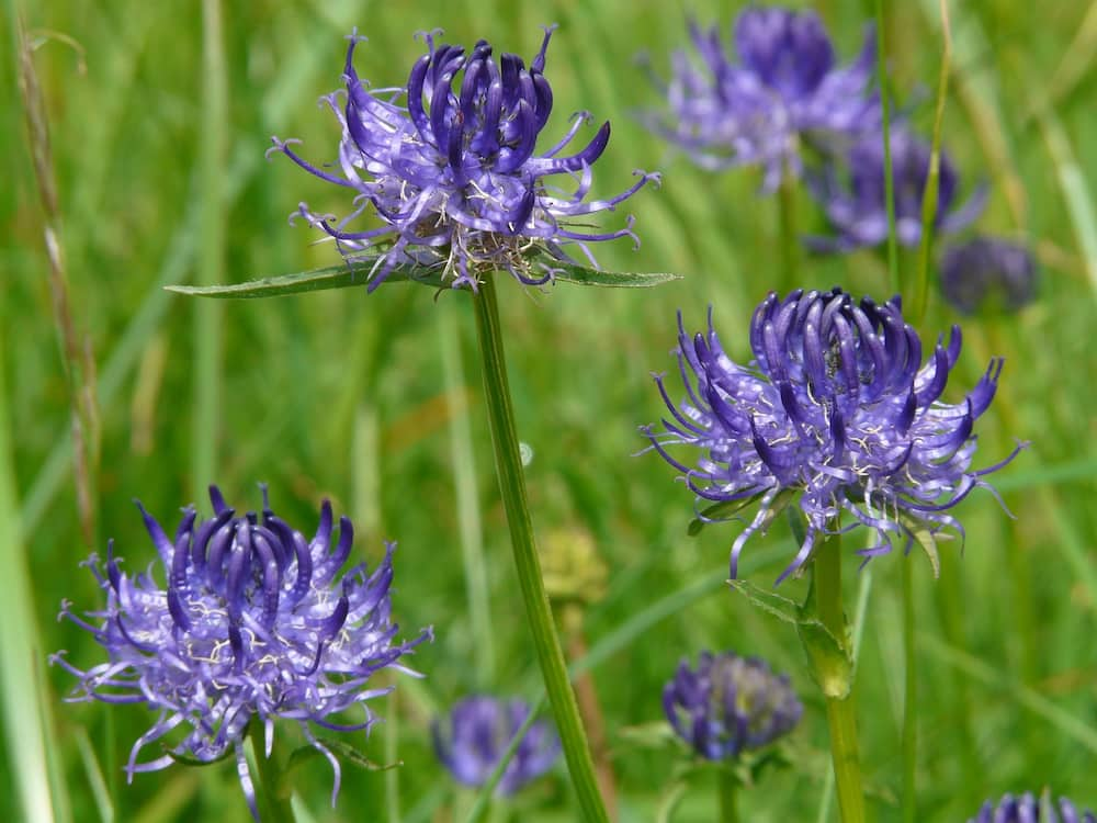 south african indigenous plants