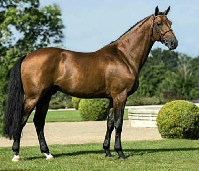 What is the most expensive horse in the world 2021?