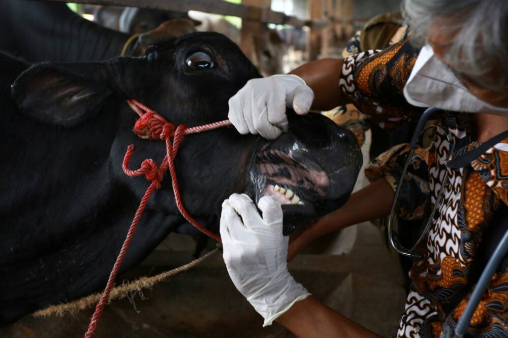 A foot-and-mouth disease outbreak has ripped through two Indonesian provinces since April, killing thousands of cows and infecting hundreds of thousands more A foot-and-mouth disease outbreak has ripped through two Indonesian provinces since April, killing thousands of cows and infecting hundreds of thousands more