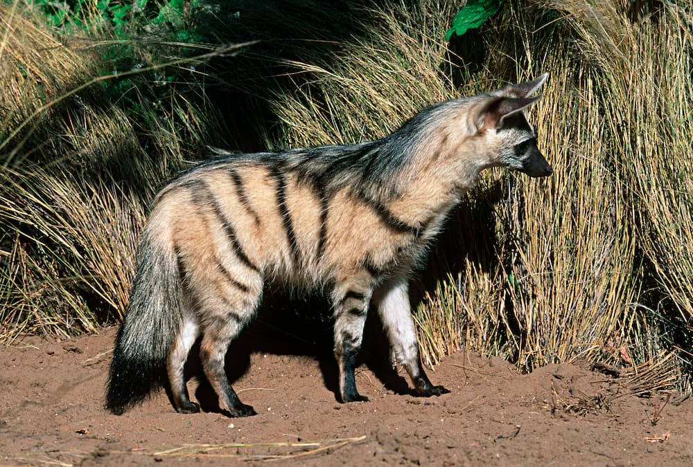 The side view of an aardwolf