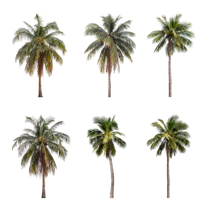 Different types of palm trees in South Africa: everything to know ...