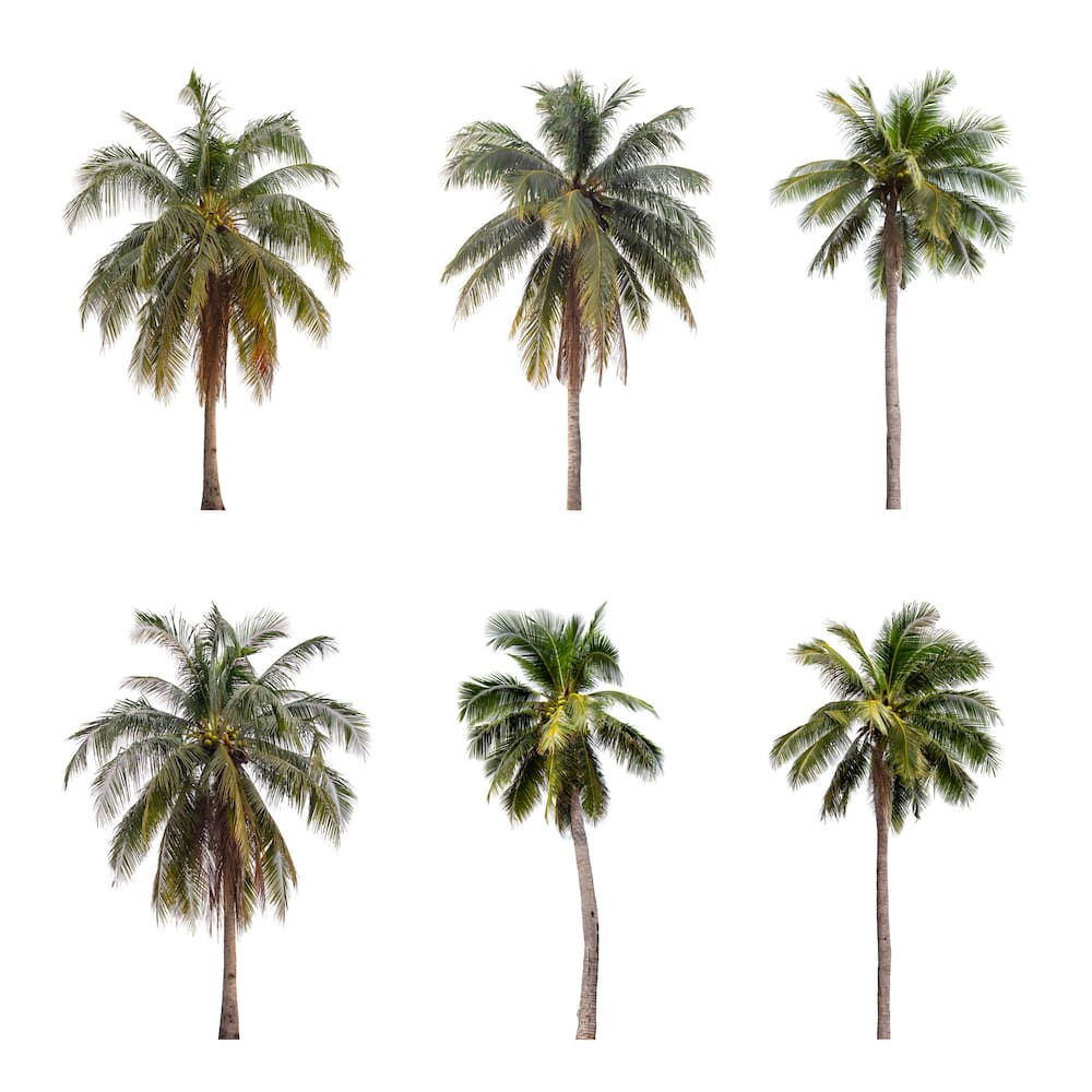 types of palm trees in South Africa