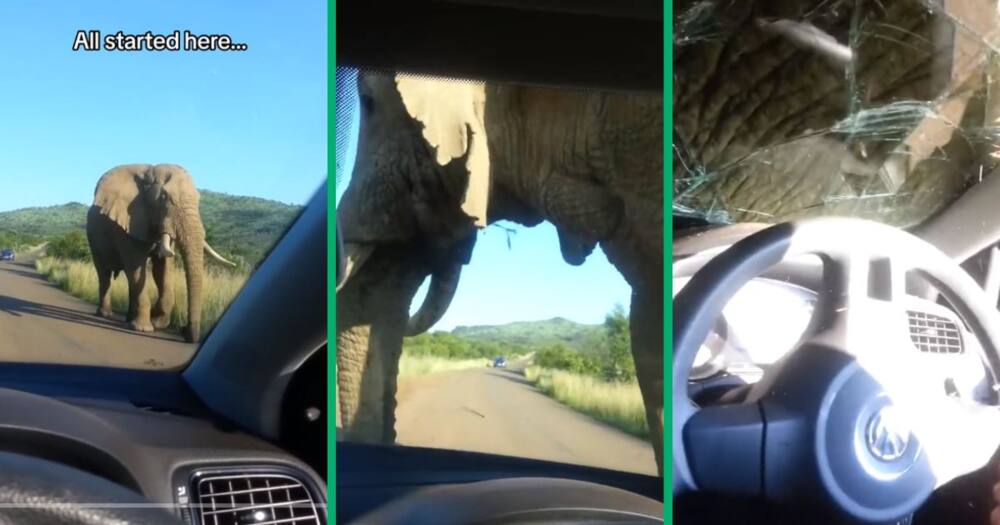 elephant shatters car windshield
