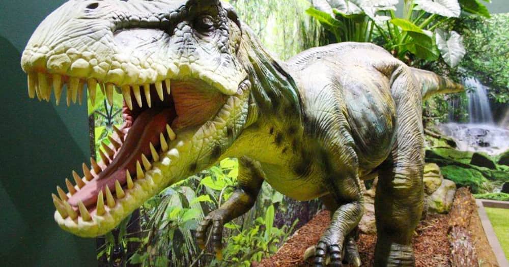 Woman Claims She Spotted a Baby Dinosaur Running Near Her Home