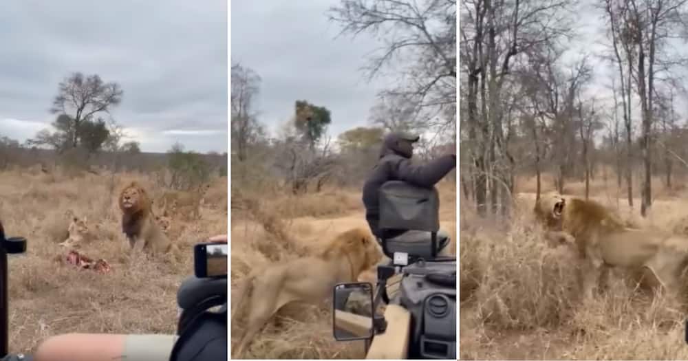 Lions, Kruger Park, Tourists, Video, Reactions