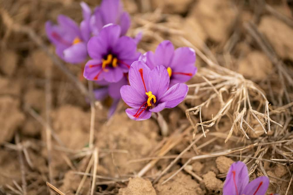 Saffron crocus plants in the soil
