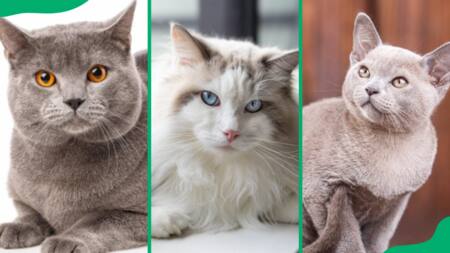 15 large domestic cat breeds that you will love to cuddle