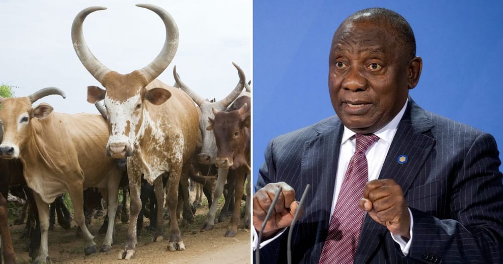 Business news, Cyril Ramaphosa, cattle, auction, Phala Phala farm, theft reports, Limpopo, Ankole cattle