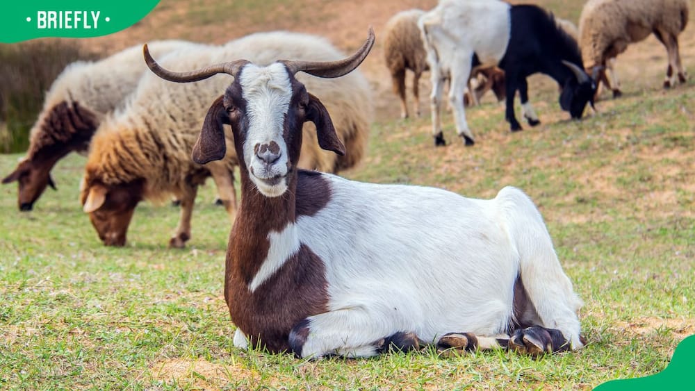 Kalahari Red goat price in South Africa
