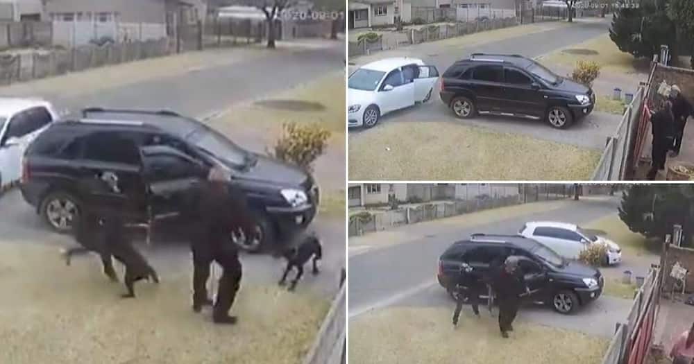 Video shows brave dog trying to protect owner against armed robber