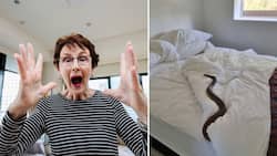 Australian Woman finds Eastern Brown snake, one of the world's most venomous, in her bed