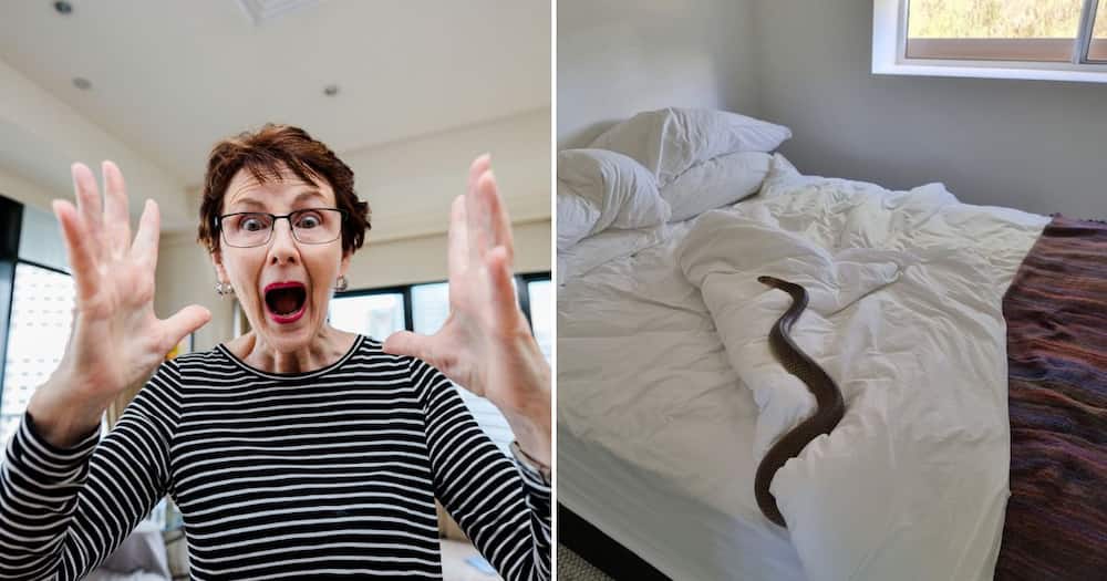 Eastern Brown Snake in Australian woman's bed