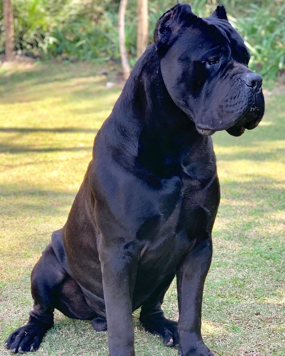 is cane corso legal in south africa?