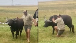 Strong Mpumalanga farmer handles buffalo, video goes viral on TikTok with 200 000 views