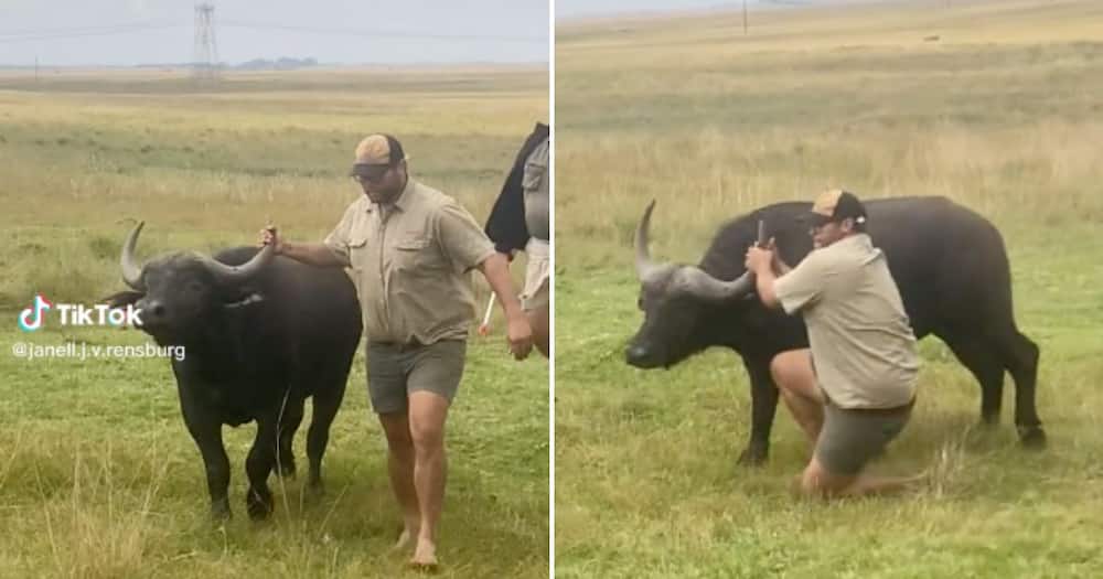 Mpumalanga farmer wrestles with buffalo