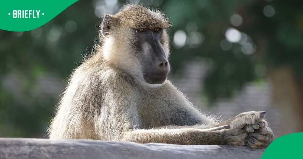 A baboon was spotted outside of Diepsloot
