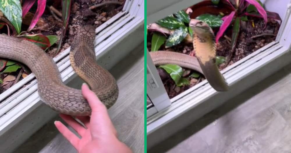 The video, shared by @brandonleesteenberg, sparks discussions on cobra snake handling safety
