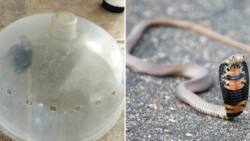 Clever homeowner catches cheeky little Mozambique spitting cobra, but SA has questions: "Where's the siblings?"
