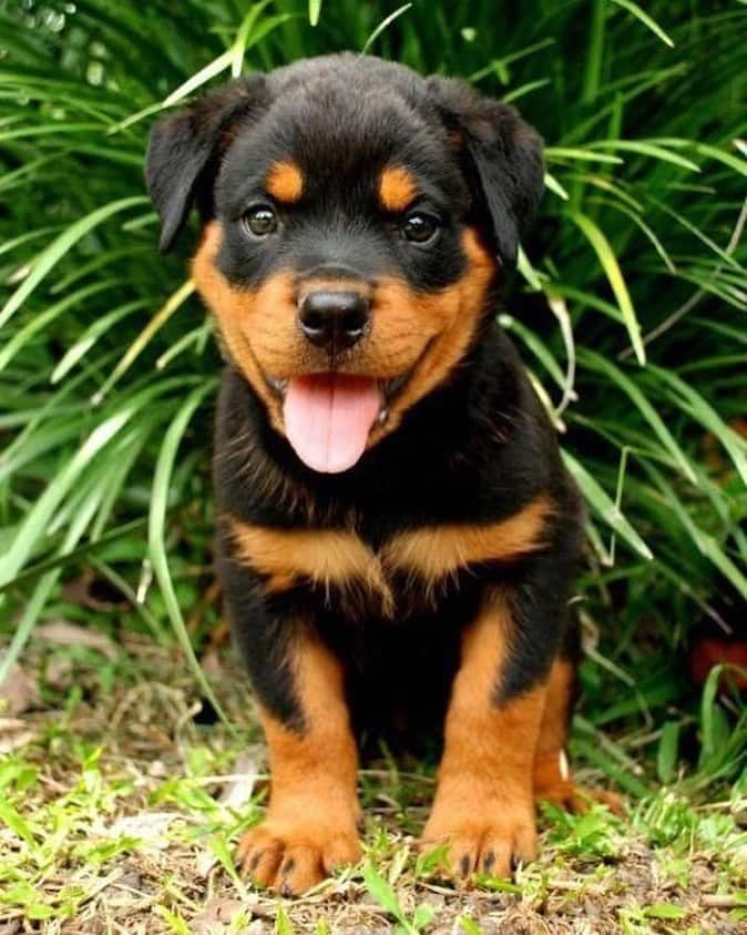 Cutest medium dog breeds South Africa