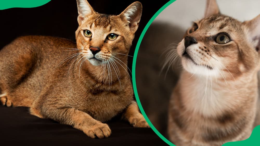 Chausie cat breed