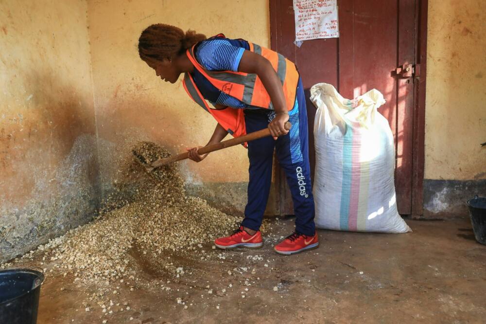 To obtain the soil-free culture, corn cobs are mixed with nutrients such as bran flour, wheat and ox blood