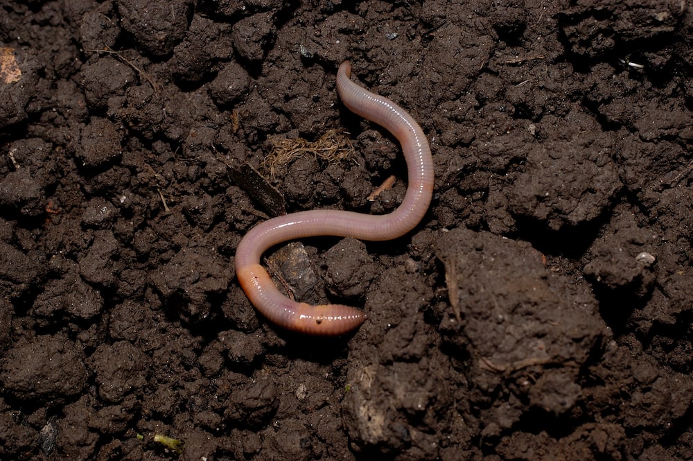 Earth worm in soil.