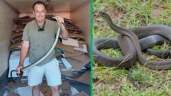 Snake catcher rescues 2.5m long black mamba in Durban, netizens amazed: "Well done"