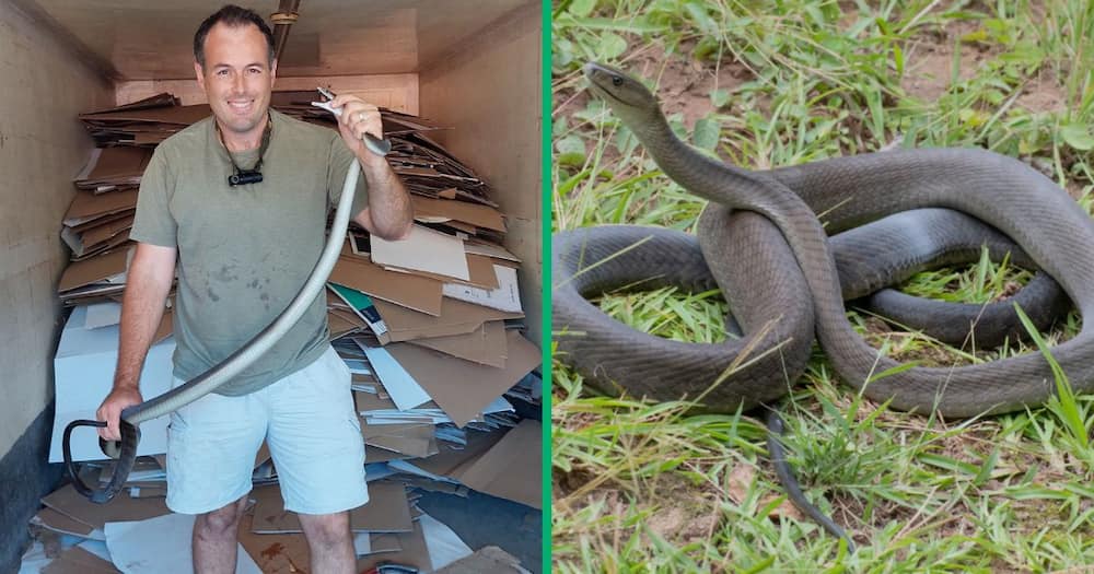 Nick Evans rescued a 2.5m long black mamba in Westville, Durban.