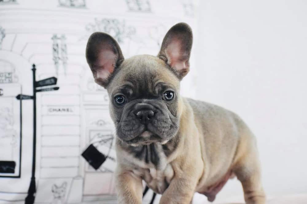 How much is a blue fawn French Bulldog?