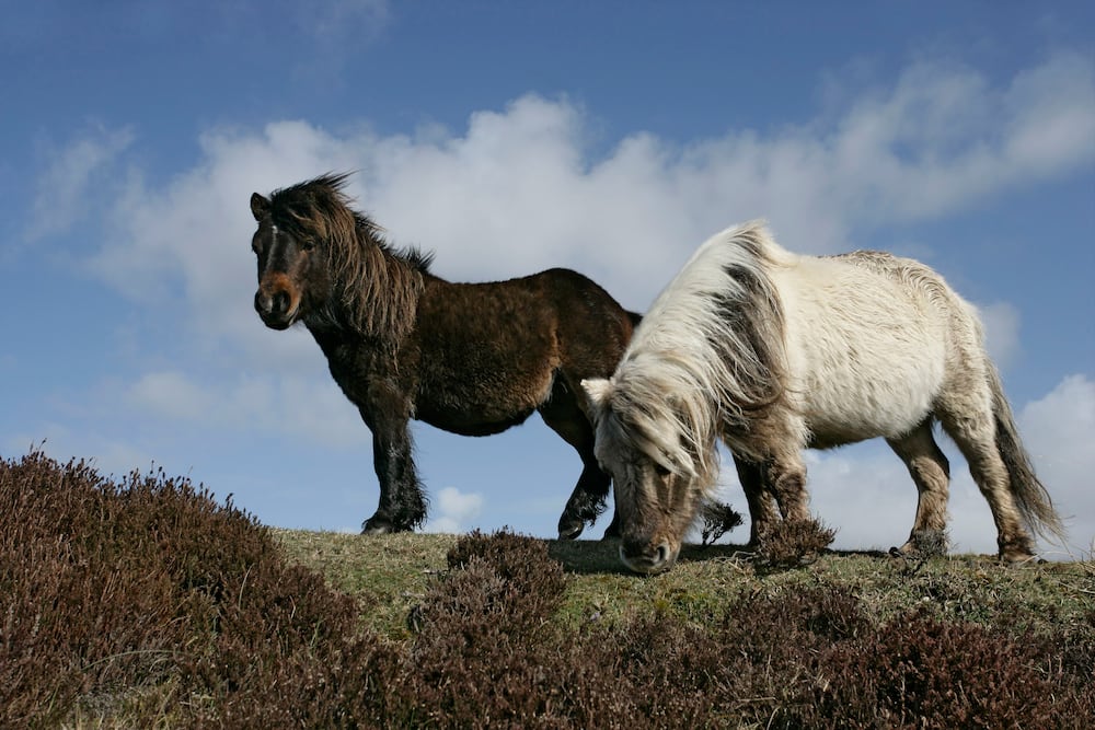 Rare horse breeds in the UK