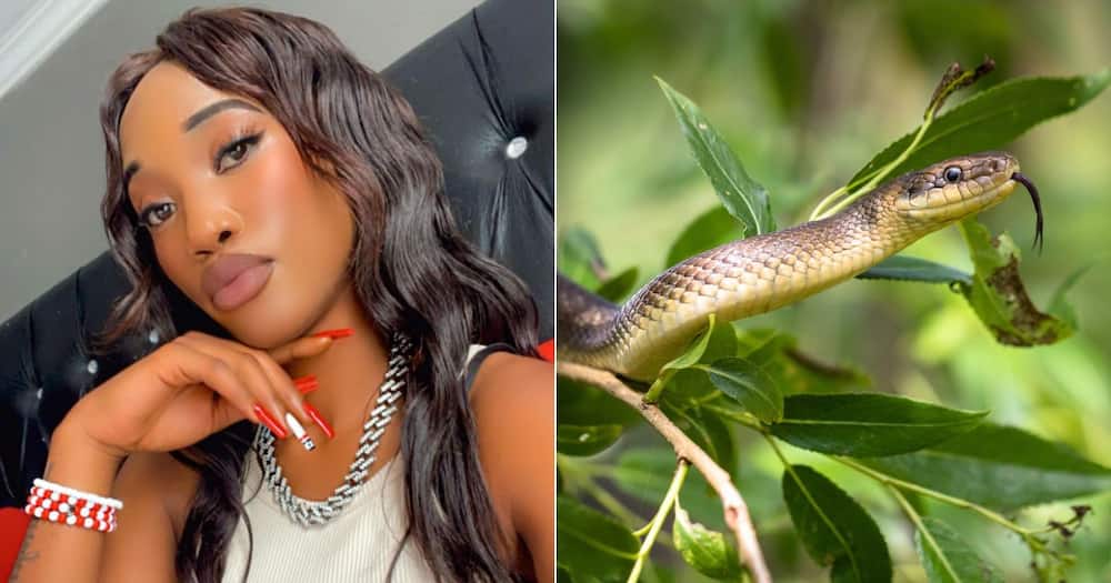 Traditional healers shares meaning of snake dreams