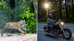 Viral video shows huge tiger chasing man on motorbike, people make jokes: “Very fast food”
