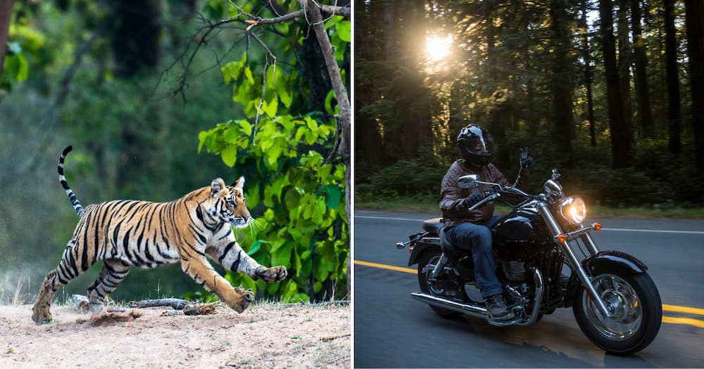 Man on motorbike being chased by tiger