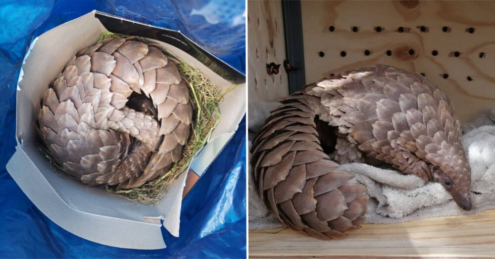 Smugglers, crime, SAPS, wildlife, pangolin, R250 000