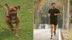 Pit bull attacks jogger after breaking loose from leash, TikTok with 4M views has peeps applauding how man avoided serious bite