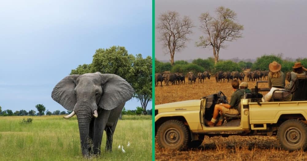 A TikTok video captured an elephant attacking a safari car with passengers.