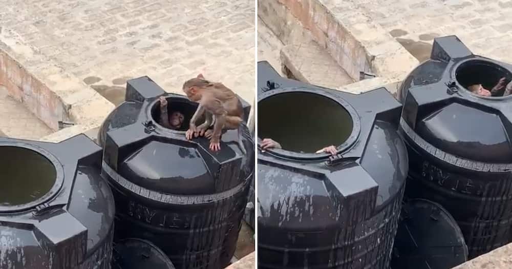 Monkeys swimming in water tanks