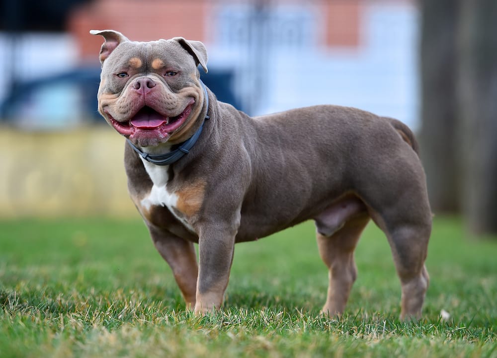 An imposing dog of the American bully breed.