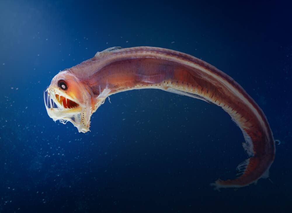 Viperfish in the deep ocean