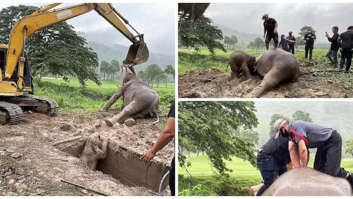 Rescuers perform CPR on giant mother elephant to save her life after falling into drain with cute calf