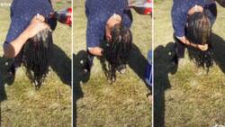 lady washes dreadlocks with Coca-Cola in viral video, leaves peeps feeling thirsty: "Pass near bees"