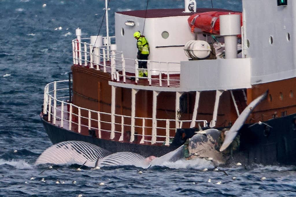 Whaling Opposition Rises In Iceland As Govt Ban Looms - Briefly.co.za