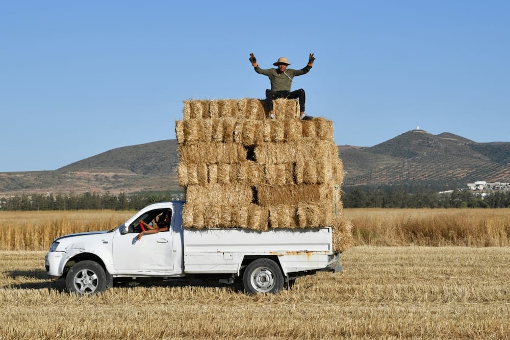 Man sits atop harvested bales of wheat packed in the back of a pickup truck in a field in the Sidi Thabet region  north of the Tunisian capital Tunis