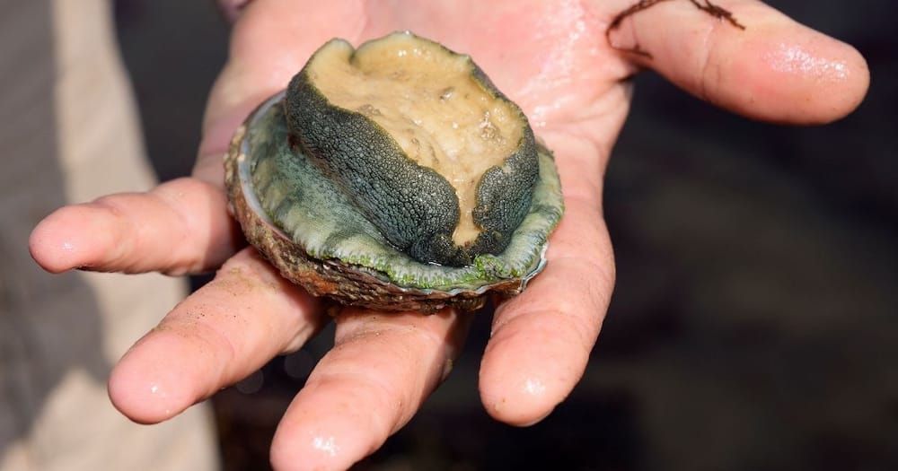 Abalone, South Africa, illegal trade, third bust, border post
