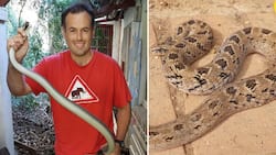 Nick Evans spots 3 night adders at Durban business premises and gives safety tips: "Take a bite seriously"