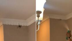 Doom fails in video of panicking family trying to kill giant spider, Mzansi says hell no, “I’d move out”